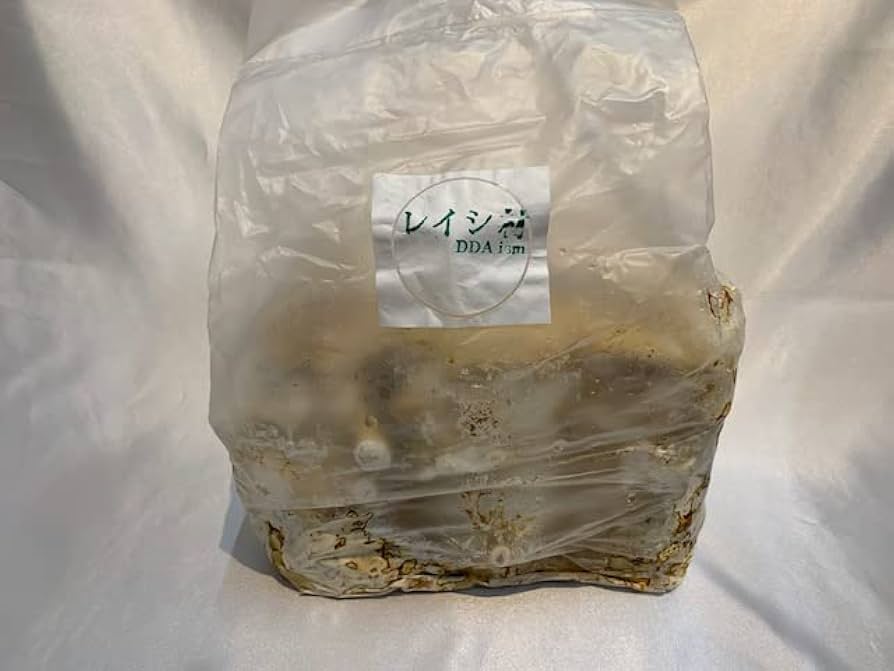 Ｌサイズ × ５本 クヌギ 土埋め レイシ (霊芝) 産卵材 柔らか仕上げ！ Mサイズ × 5本 クヌギ 土埋め レイシ (霊芝) 産卵材 柔らか